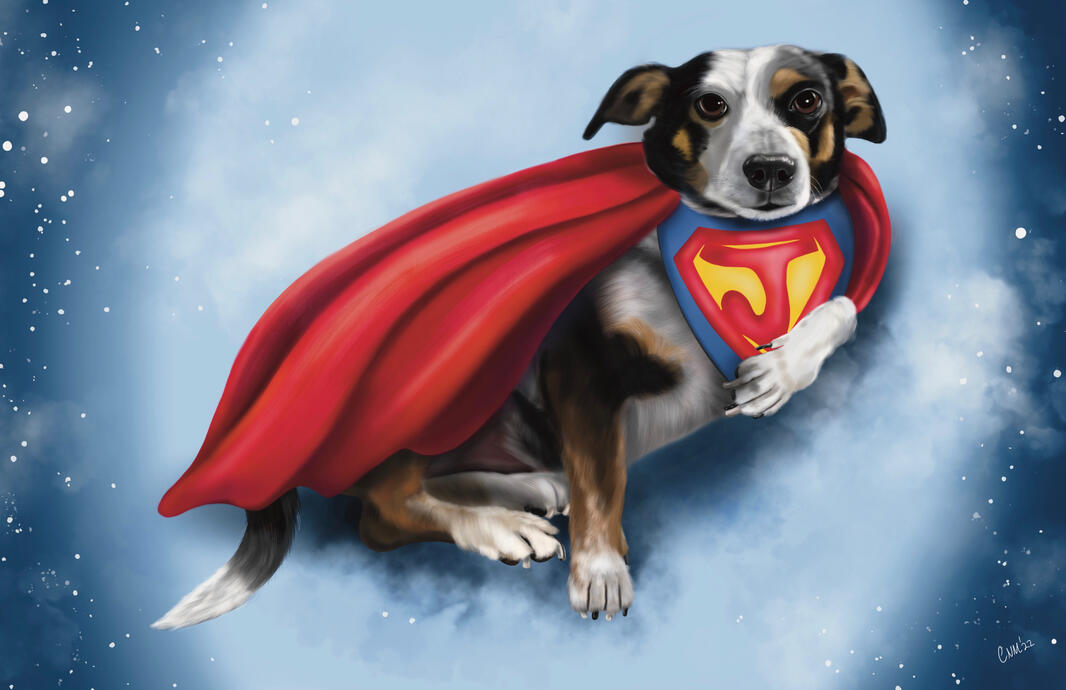 Dog Dressed in Superman Costume 11x17.